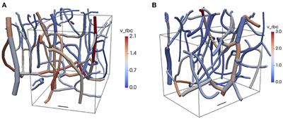 The Relation Between Capillary Transit Times and Hemoglobin Saturation Heterogeneity. Part 2: Capillary Networks